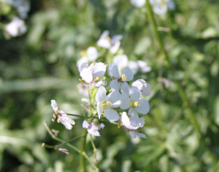 Diplotaxis erucoides